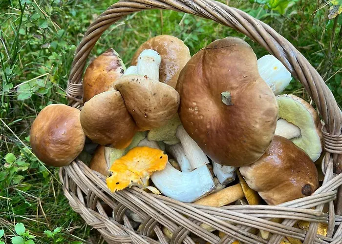 W Skarpie łutynowo Apartament *